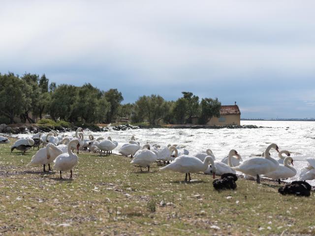 Cygnes 09 Bd